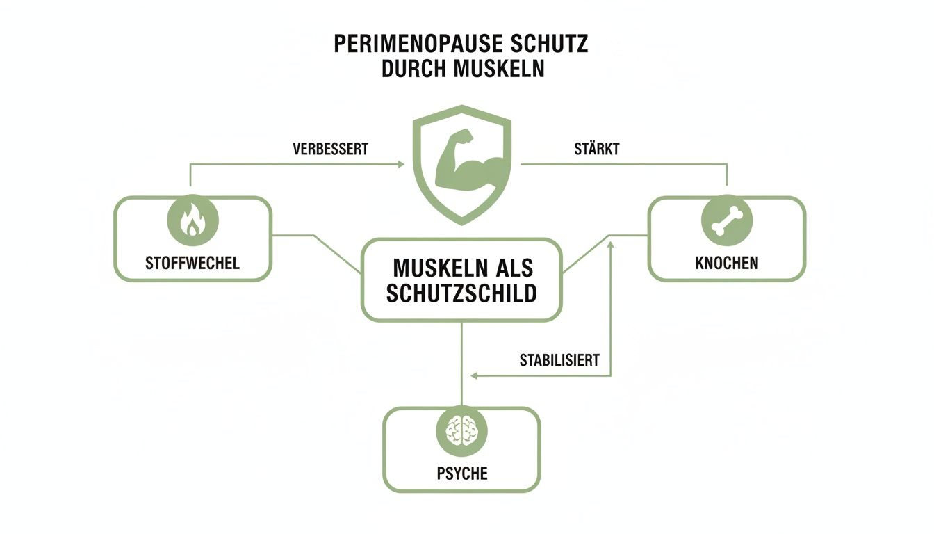 Diagramm: Muskeln als Schutzschild in der Perimenopause verbessern Stoffwechsel, stärken Knochen und stabilisieren die Psyche.